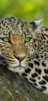 Leopard resting on a tree branch with a lush green background.