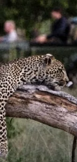 Leopard resting peacefully on a tree log in a lush green wilderness.