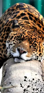 Leopard resting peacefully on a log with a gradient background.