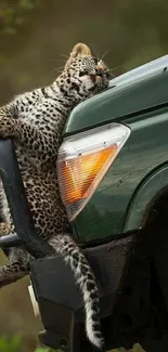 Charming leopard resting on a jeep's bumper in a scenic natural setting.