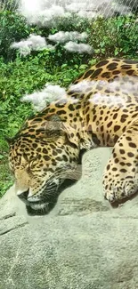 Leopard relaxing on a rock with lush greenery backdrop.