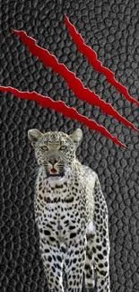 Leopard on black with red claw marks wallpaper.