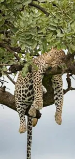 Leopard peacefully sleeping on a branch in a vibrant green tree.