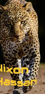 Majestic leopard mobile wallpaper with intense gaze in the wild.