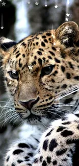 Close-up of a leopard resting with spotted fur and focused gaze.