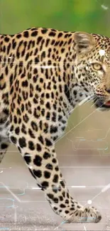 Leopard with digital pattern on mobile wallpaper.