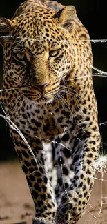 Leopard walking through cracked glass effect wallpaper.