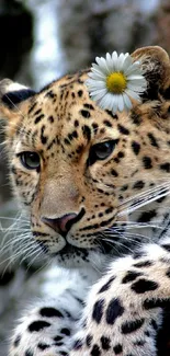 Leopard with a daisy in natural setting.