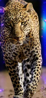 Leopard walking with a blue neon glow background.