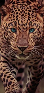 Leopard with blue eyes and spotted fur in a stunning close-up shot.