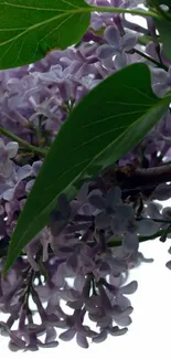 Lilac flowers and green leaves wallpaper.