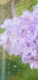 Lilac flowers with raindrops on glass in serene wallpaper background.