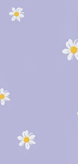 Lilac background with white daisies mobile wallpaper.