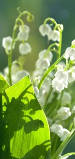 Lily of the valley flowers with lush green leaves in a serene mobile wallpaper.