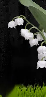 White lilies on green leaves over dark background mobile wallpaper.