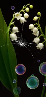 Lily of the valley with bubbles on a dark background wallpaper.