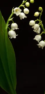 Lily of the Valley flowers with green leaves on dark background.