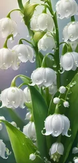 Lily of the valley with dewdrops on a calm morning.