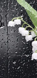 A graceful Lily of the Valley plant with white flowers on a black background.