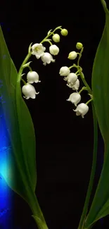 Lily of the Valley flowers with dark green leaves on a mobile wallpaper.