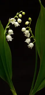 Lily of the valley flowers with green leaves on a dark background.