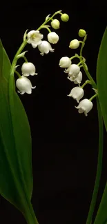 Lily of the Valley with lush green leaves and delicate white blossoms on black.