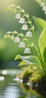 Lily of the Valley by the water with greenery.