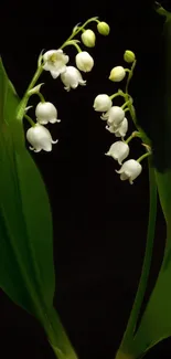 Lily of the Valley flowers with green leaves on a dark background.