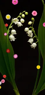 Lily of the valley with green leaves on a dark background.