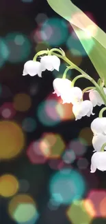 Lily of the Valley flowers on black background with green leaves.