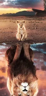 Lion cub looking into water reflection of an adult lion in a desert landscape at sunrise.