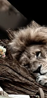 Wallpaper of a resting lion next to a girl with a flower crown.