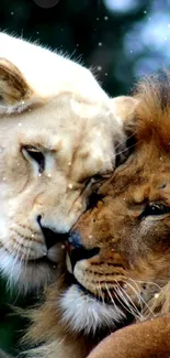 Lion and lioness showing affection in nature.