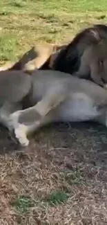 Lion and lioness resting on grass in the wild.