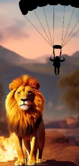 Majestic lion under a sunset sky with a parachutist descending.