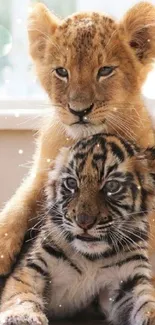 Lion and tiger cubs cuddling on the floor, highlighting cute wildlife bonds.