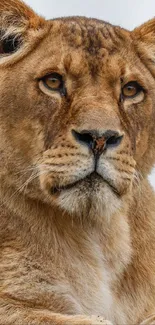 Close-up of a majestic lioness with a focused gaze.