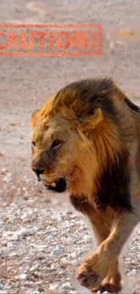 Majestic lion in a desert with caution sign.