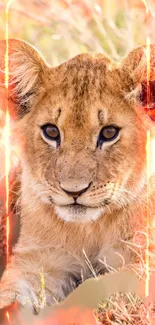 Lion cub surrounded by fiery glow in a captivating mobile wallpaper.