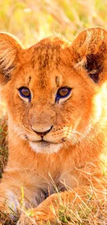 Lion cub resting in a sunlit, golden field mobile wallpaper.