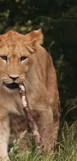 Lion cub walking in grassy field, holding stick.