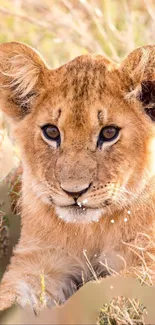 Adorable lion cub resting in grassy wild landscape.