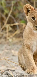 Adorable lion cub sitting in natural habitat.