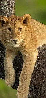 Lion cub resting in a tree with vibrant green background.