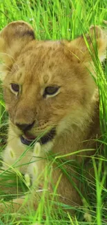 Playful lion cub resting in lush green grass.