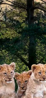 Three lion cubs in a forest setting wallpaper.