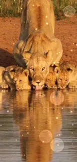 Lion family drinking water with reflection.