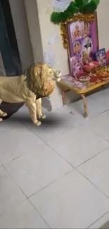 A lion stands beside a decorated home altar.