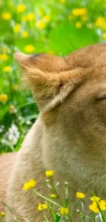 Serene lion resting in a lush, green meadow with yellow flowers.