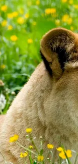 Lion resting in a green meadow with yellow flowers.